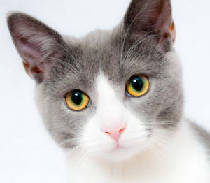 katzenklappe mit chip